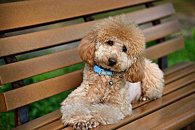 催泪名作RPG 《梅格与怪物》外传免费发布 